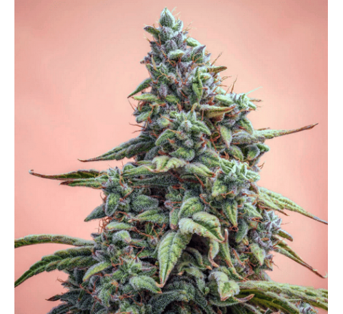 Арлекін КБД (Auto.Fem.) 1 шт. / CBD Harlequin 2025